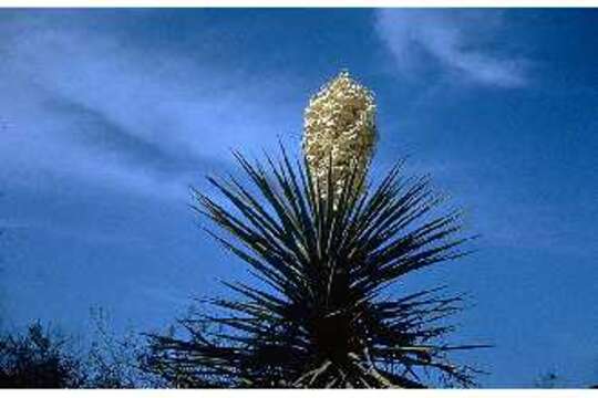 Image of Mojave yucca