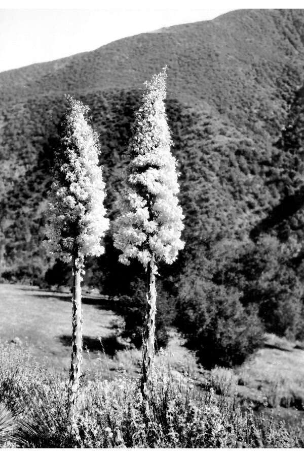 Image of hesperoyucca