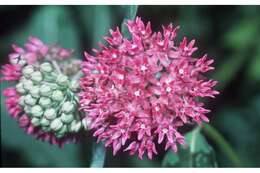 Image of purple milkweed