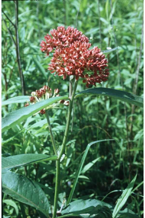 Image of purple milkweed