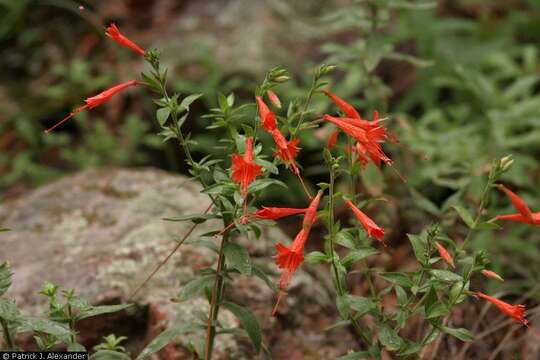 Image of hummingbird trumpet