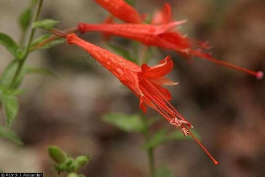 Image of hummingbird trumpet