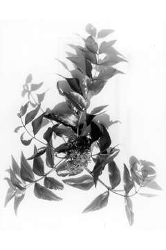 Image de Zanthoxylum clava-herculis L.