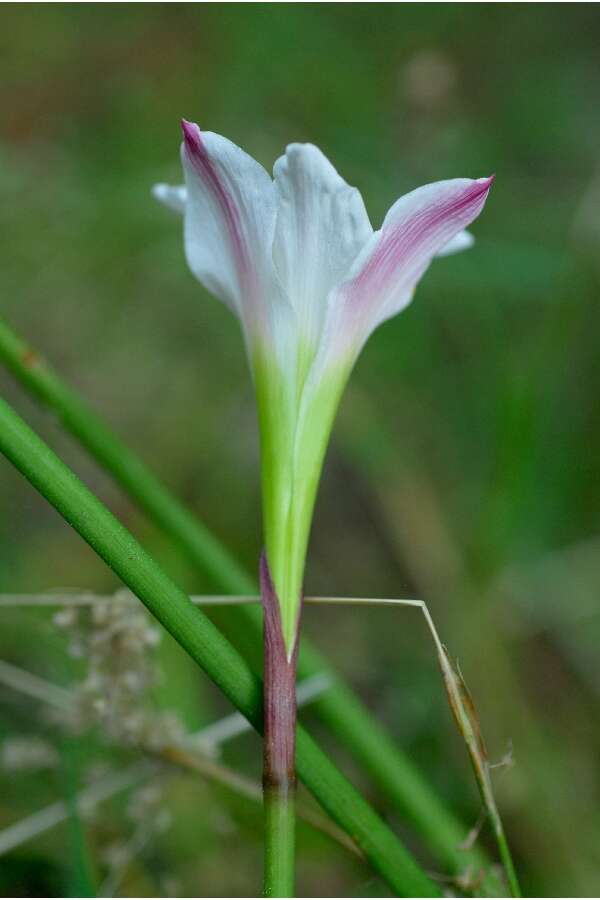 Image of Red-Margin Zephyr-Lily