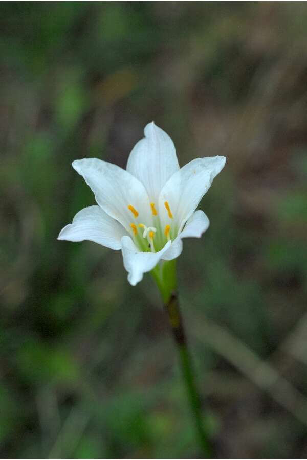 Image of Red-Margin Zephyr-Lily