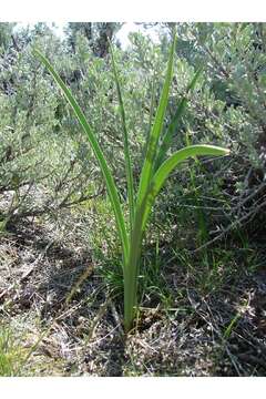 Image of alkali grass