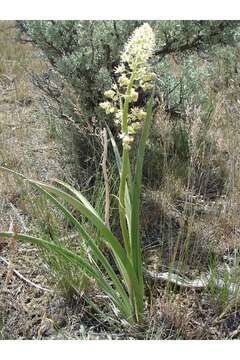 Image of alkali grass