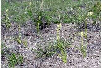 Image of alkali grass