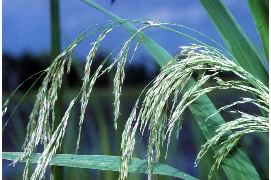 Image of giant cutgrass