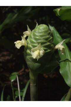 Image of Shampoo Ginger