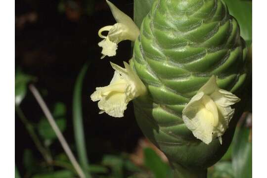 Image of Shampoo Ginger