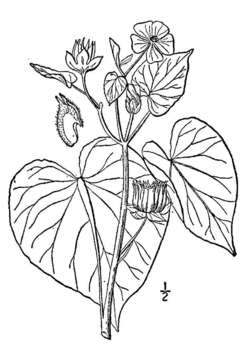 Image of Indianmallow