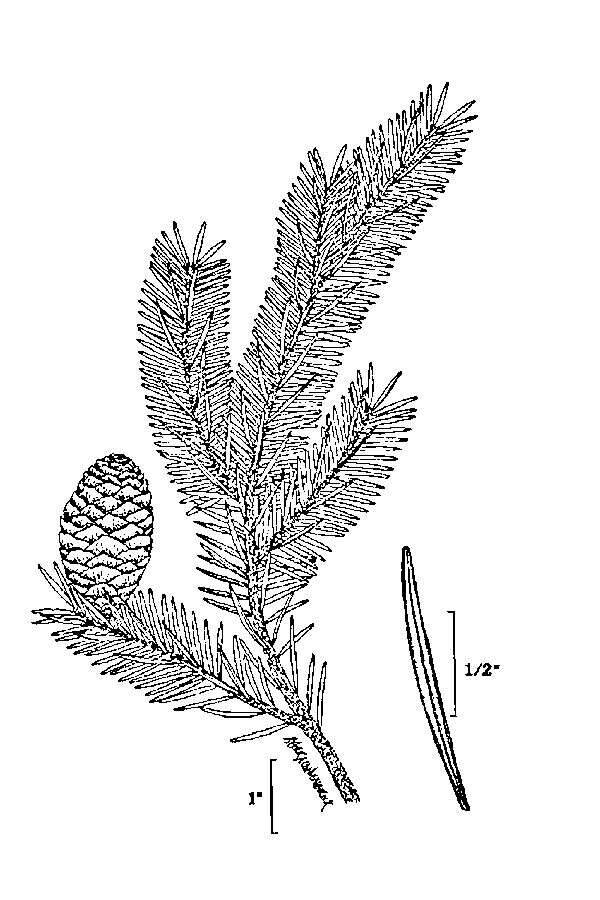 Imagem de Abies balsamea (L.) Mill.