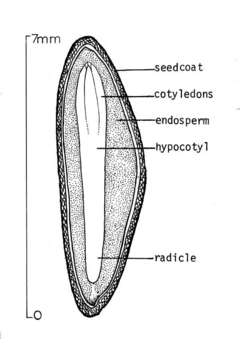 Image of California Red Fir