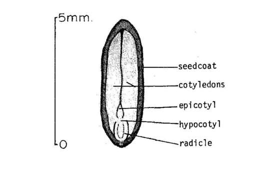 Image of acacia