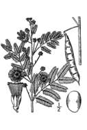 Image of prairie acacia