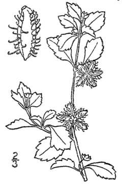 Acanthospermum australe (Loefl.) Kuntze resmi