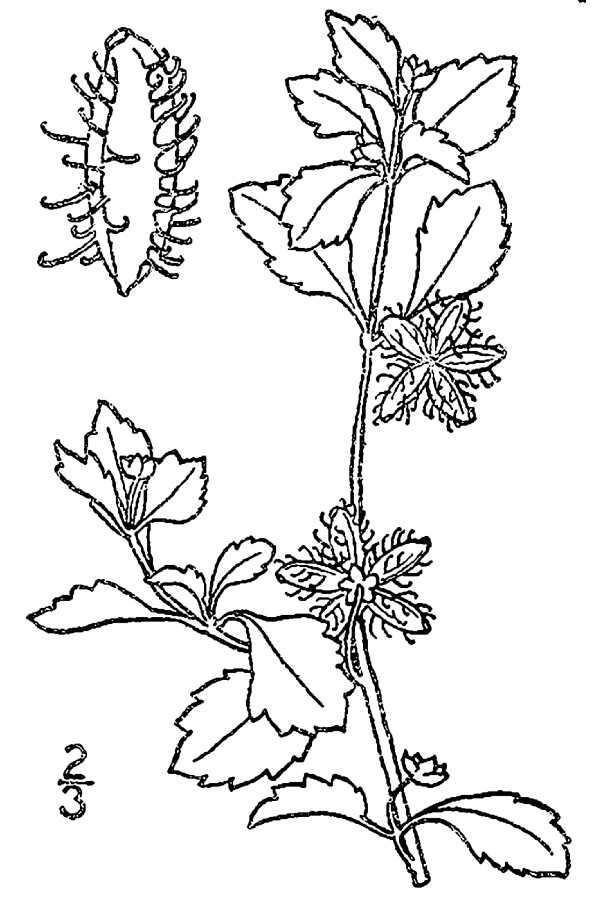 Image de Acanthospermum australe (Loefl.) Kuntze