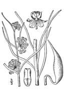 Image of Engelmann's milkweed