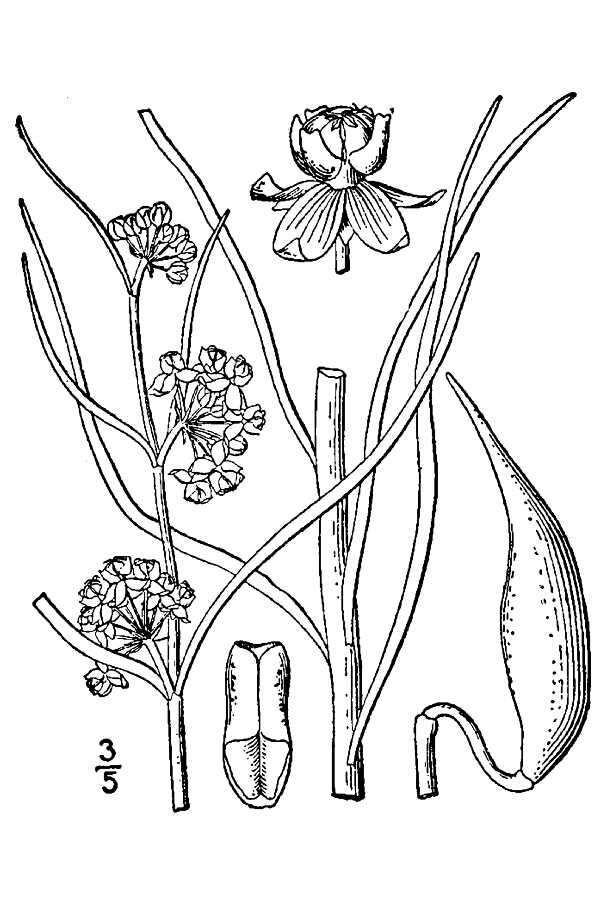 Image of Engelmann's milkweed