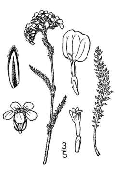Sivun Achillea millefolium var. borealis (Bong.) Farw. kuva