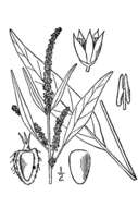 Imagem de Amaranthus cannabinus (L.) Sauer