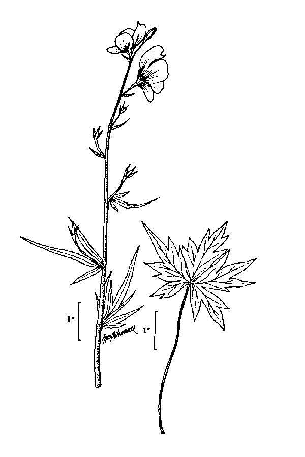 Image de Aconitum columbianum Nutt.