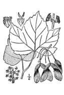 Image of Drummond's maple