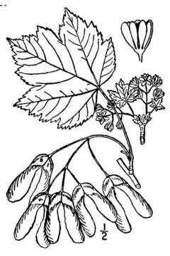 Image of Rocky Mountain maple