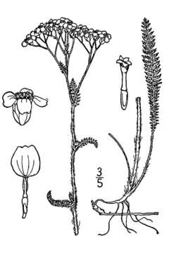 Sivun Achillea millefolium var. occidentalis DC. kuva