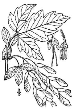 Image of Box Elder