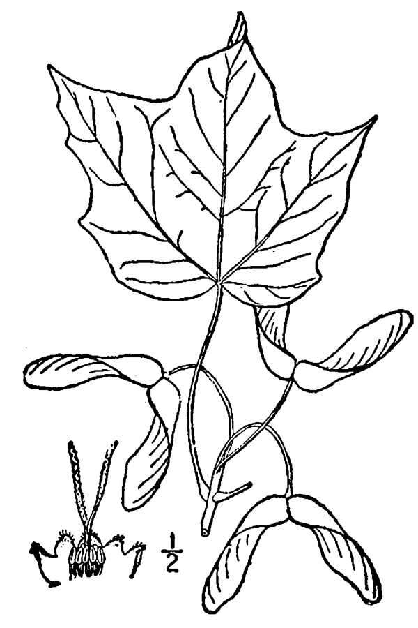 Image of Black Maple