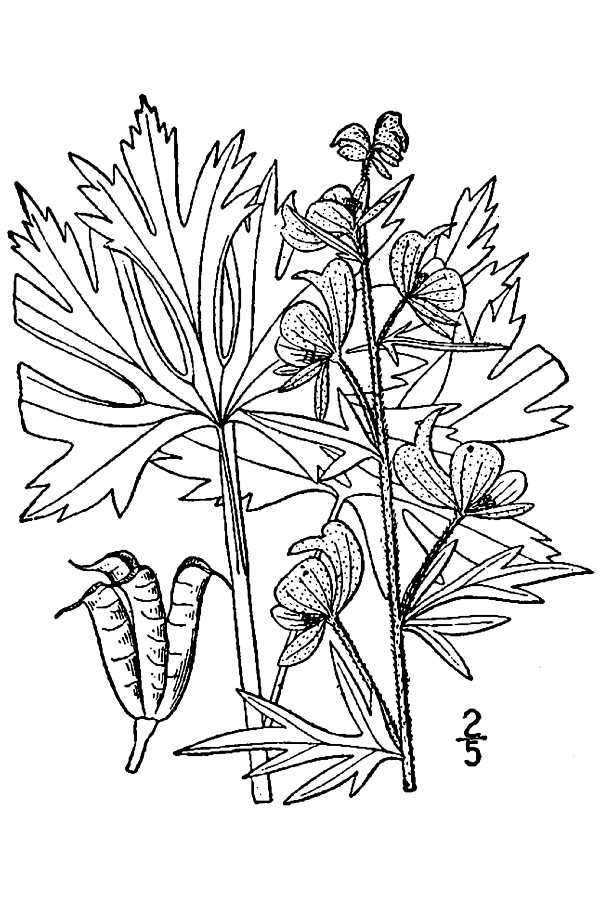 Image de Aconitum noveboracense A. Gray ex Coville