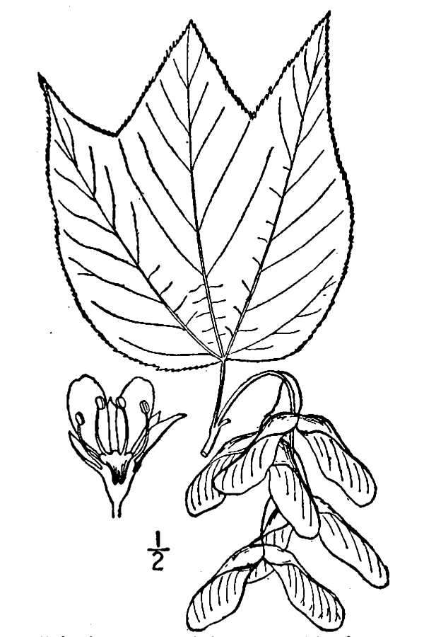 Image of Striped Maple