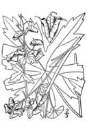 Image de Aconitum reclinatum A. Gray