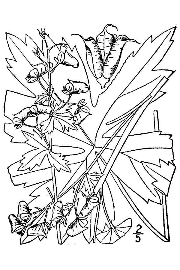 Image de Aconitum reclinatum A. Gray