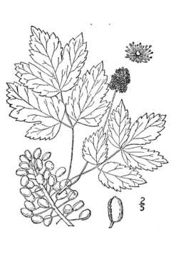 Image of baneberry