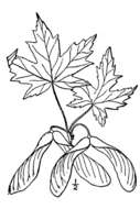 Image of silver maple