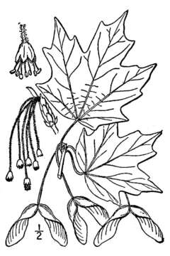 Image of sugar maple