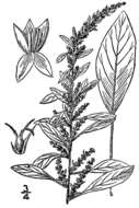 Image of roughfruit amaranth