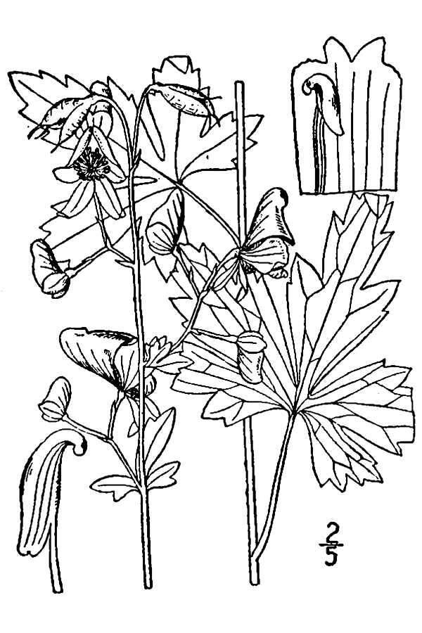 Image de Aconitum uncinatum L.