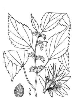 Imagem de Acalypha virginica L.