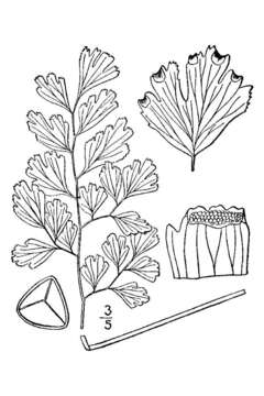 Слика од Adiantum capillus-veneris L.