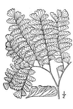 Image of Northern maidenhair fern