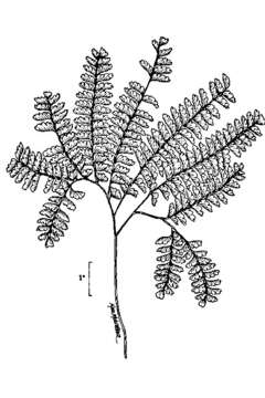 Image of Northern maidenhair fern