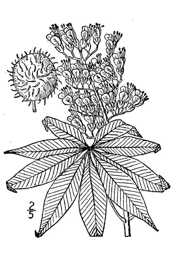 Image de Aesculus glabra var. arguta (Raf.) B. L. Robins.