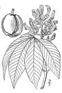 Image of yellow buckeye