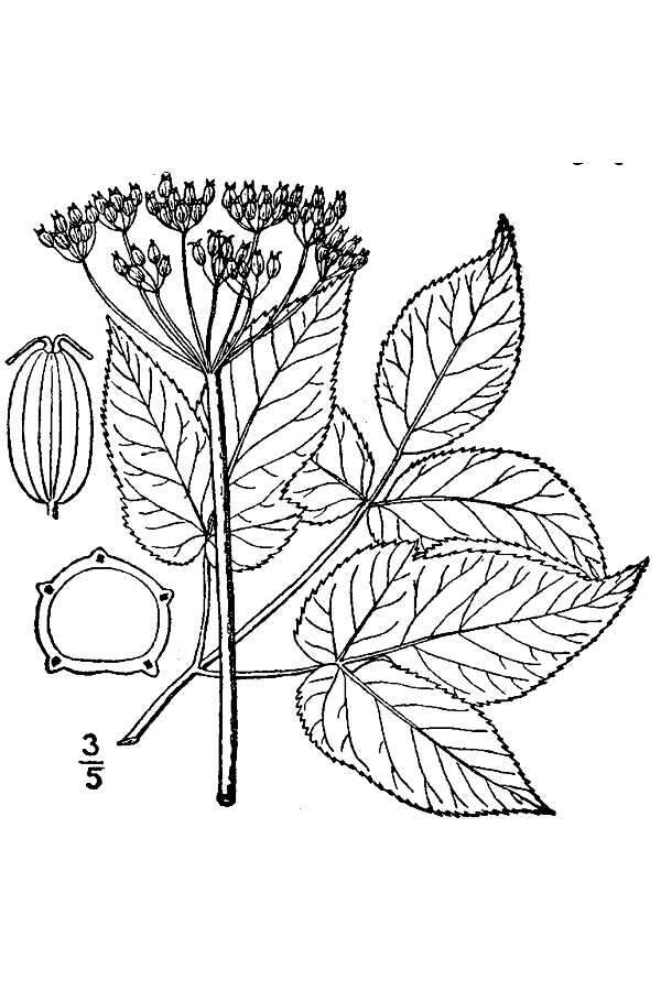 Aegopodium podagraria L. resmi