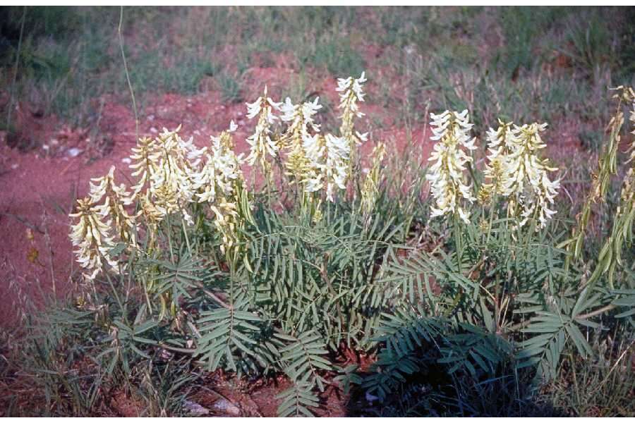 Imagem de Astragalus racemosus Pursh