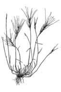 Image of barbed goatgrass